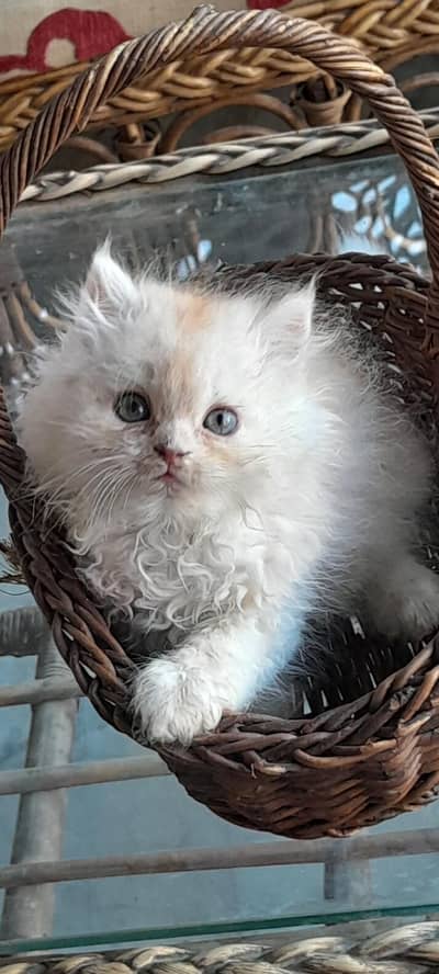 punch face kittens looking for new home Healthy n active male female a