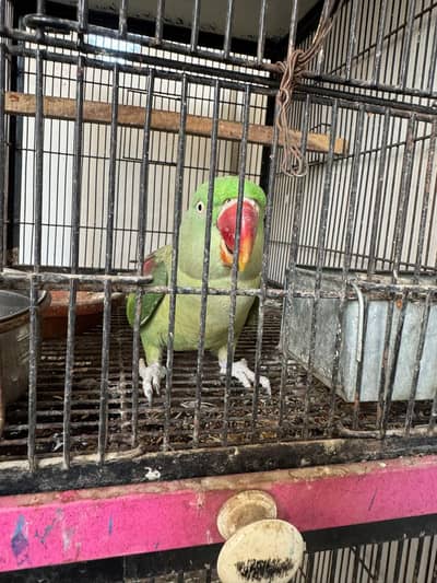 flye tail nail ok  breeder female