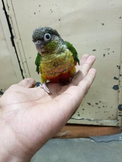 yellow sided conure  and pine apple conure chicks