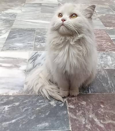 heavy double coat female kitten