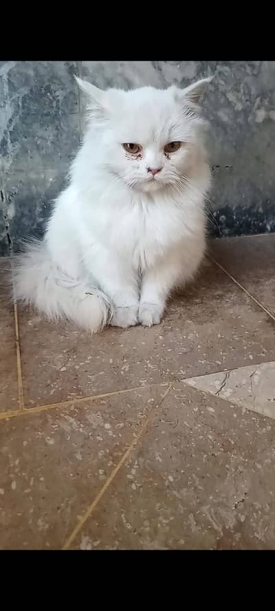 heavy double coat female kitten