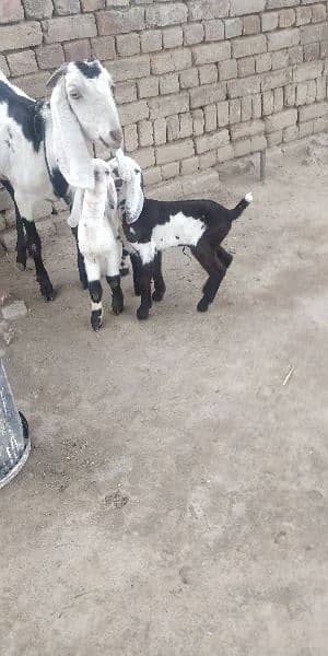 Goat with 2 male kid/ bakri / بکری