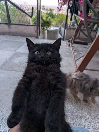 PersianXShort Hair . For adoption only for responsible and experienced