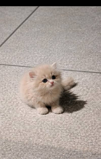 Kittens | Persian Kittens | Triple coated Kittens | Kittens For Sale