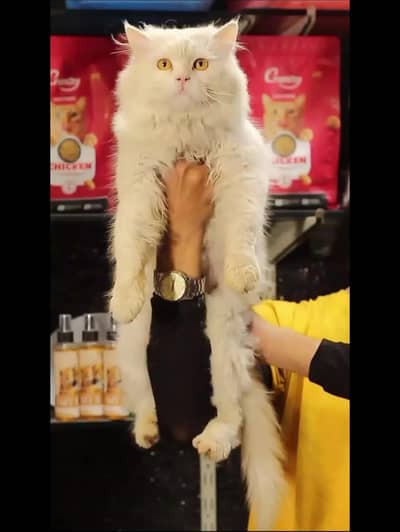 male cat - tripple cote - persion cat - cat for sale