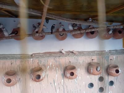 FAWAN JAWA SILVER JAWA WHITE JAWA