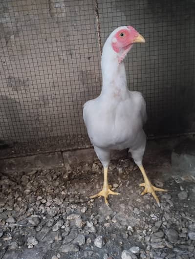 Paper white Heeri Aseel  Female