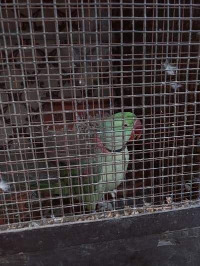 RAW PARROT  BRIIDER PAIR