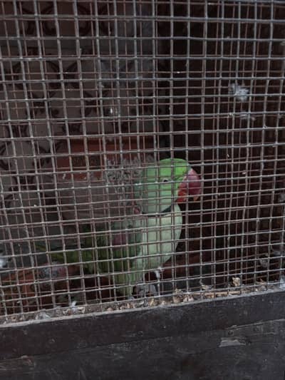 RAW PARROT  BRIIDER PAIR