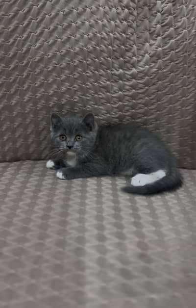 British short hair male available