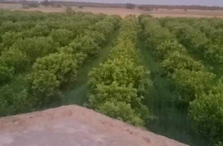 Developed Agriculture Land with Citrus Garden Available for Sale