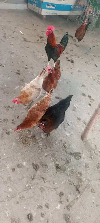 پانچ مرغیاں ایک مرغا دیسی فریش