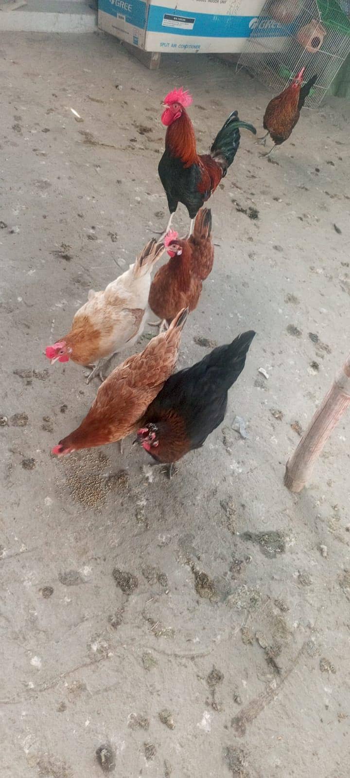 پانچ مرغیاں ایک مرغا دیسی فریش 0