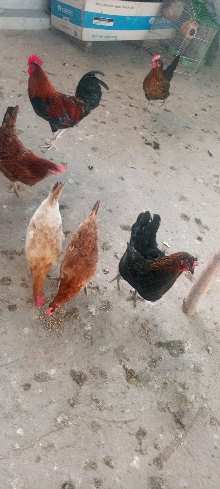 پانچ مرغیاں ایک مرغا دیسی فریش 1