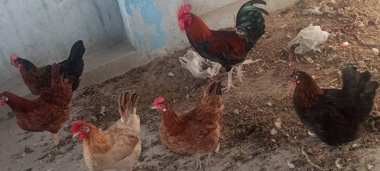 پانچ مرغیاں ایک مرغا دیسی فریش 2