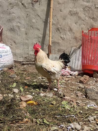 Ghar ka pala desi murga