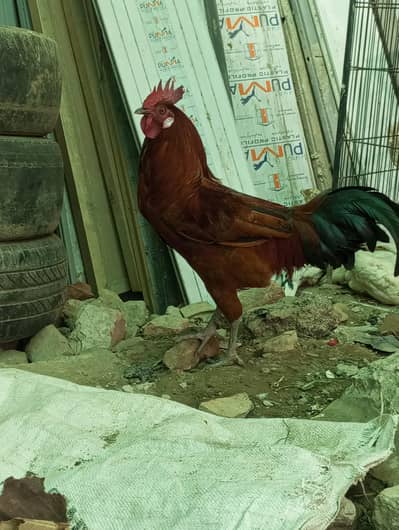 Ghar ka pala desi murga