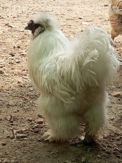 Ghar ka pala silkie aur desi murga
