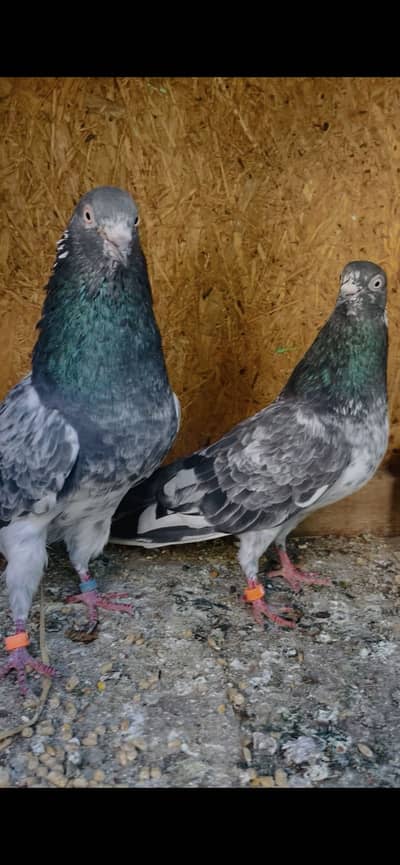 6 pair for sale teddy Chena teddy saibay wala chena golden pair dub wa