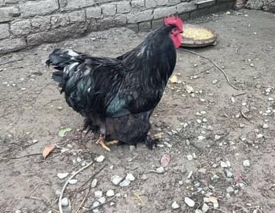 Black Cochin rooster for sale