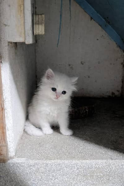 Persian kittens for sale, very playful.