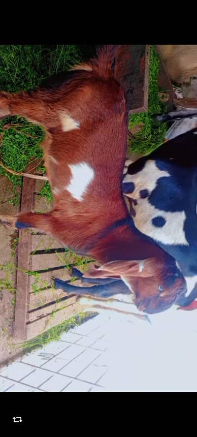 bredar quwalte ka bacha haa