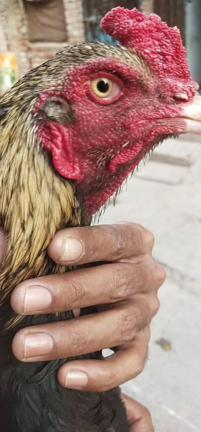 pure mianwali blood sawa color