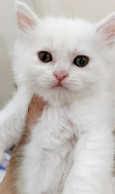 5 Beautiful and Healthy kittens  for Sale