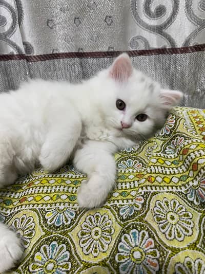 Persian Male Baby triple coat Golden eyes