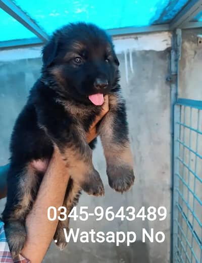 German Shepherd Pure German Breed