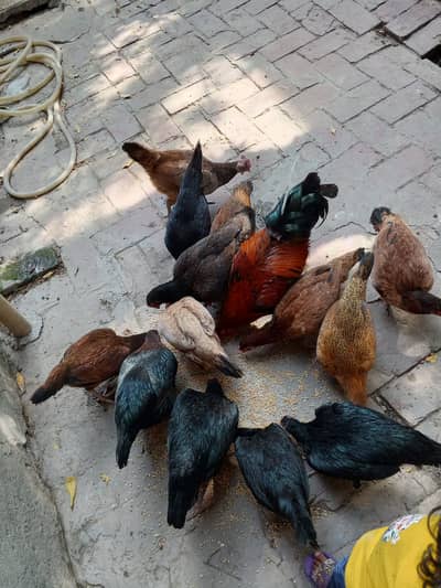 Desi Hens ghar ki pali hoee for Sale