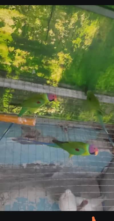 plumb head breeder male