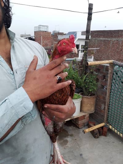 MAHSHALLAH PEELA PHATA LONG HIGHT MA