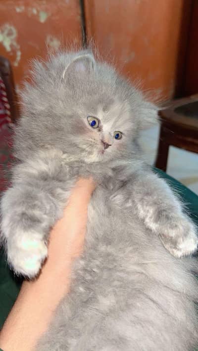 HIGH QUALITY MALE AND FEMALE KITTEN FOR SALE