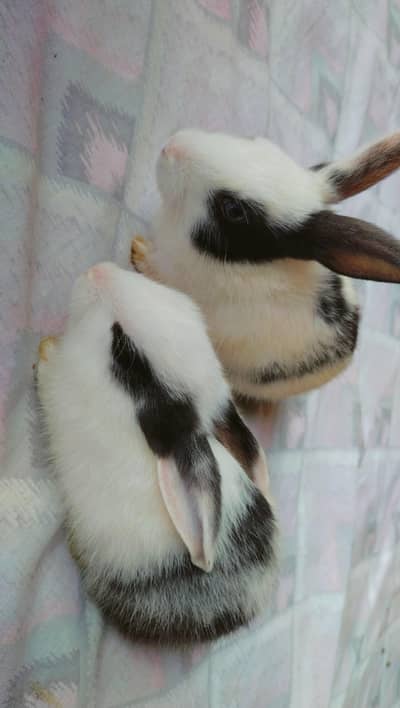 Baby Rabbit's