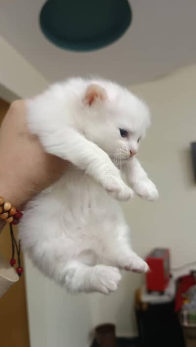 Persian cat for sale my WhatsApp number  03703659905