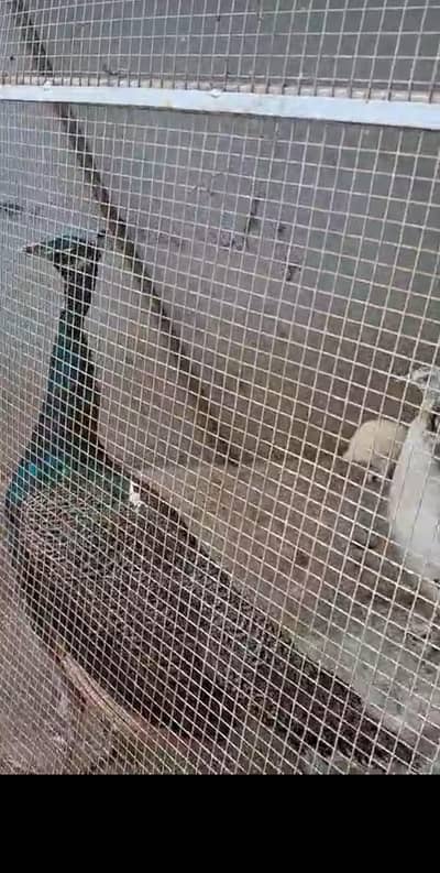 2 pair of peacock for sale