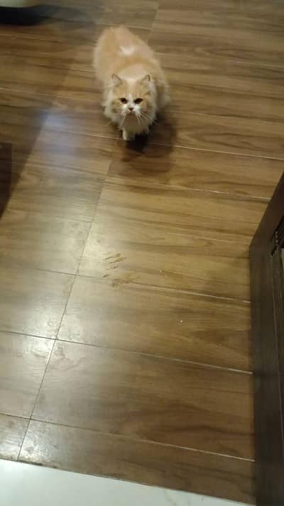 persion nuterd male cat