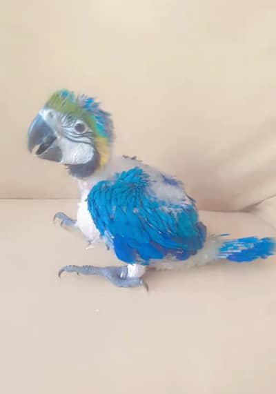 BLUE N GOLD MACAW BABY /03152248124