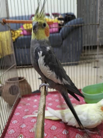 cockatiel (Nymphicus hollandicus)