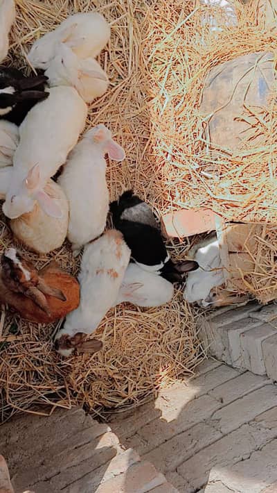 03080663493خرگوش سیل کرنے ہیں پر پیس 800 کا فون نمبر نیچے ہے