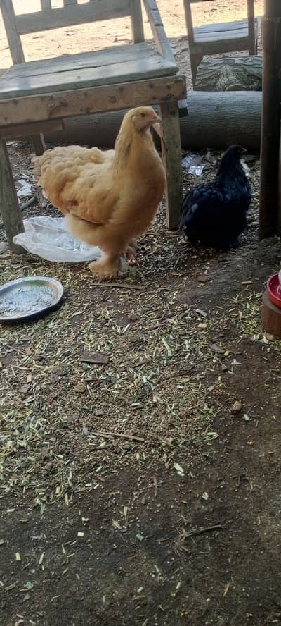 2 Golden buff and black Bantum