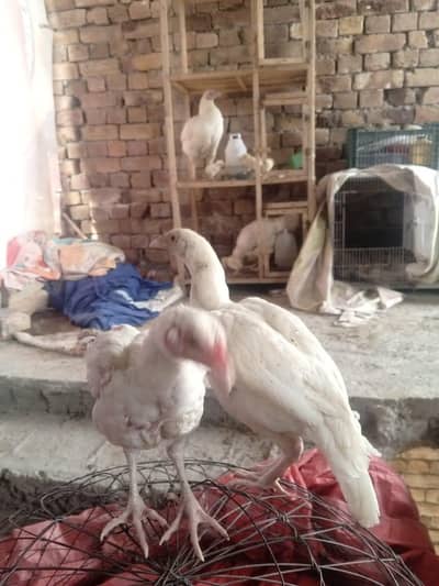 Heera pathy available hai kam price ma jhelum ma