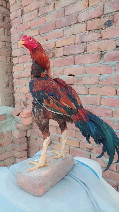 Pure Aseel Lakha Male || Price Final Hai