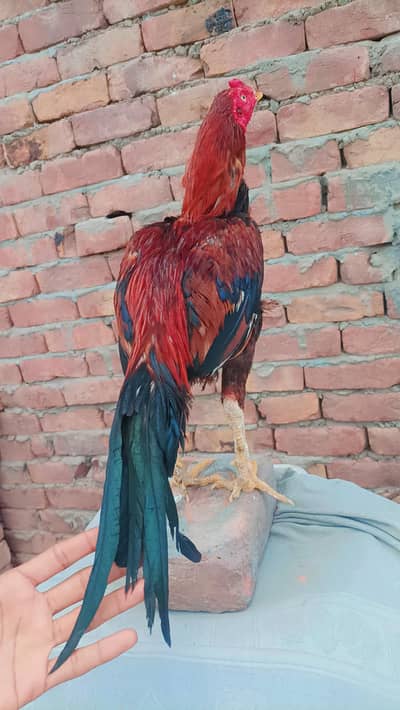 Pure Aseel Lakha Male || Price Final Hai