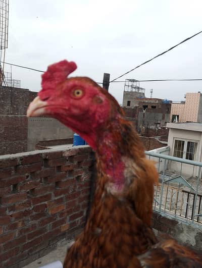 MAHSHALLAH PEELA PHATA LONG HIGHT MA