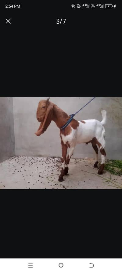 Goat Male available for Sale (Bakra)