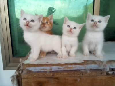 5 perfect Persian kittens Including one Male kitten