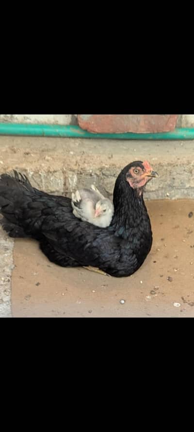 trio pair of golden misri murga murgi and desi murgi