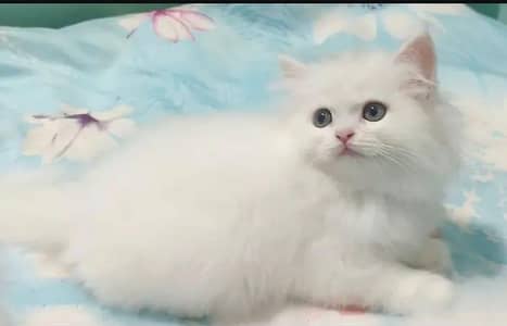 Persian cat for sale my WhatsApp number  03703659905